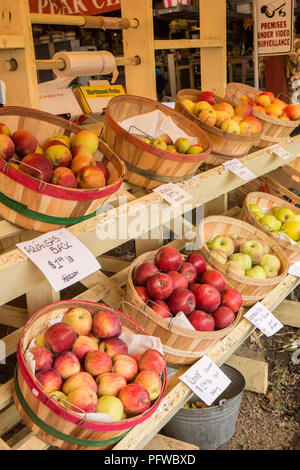 Hood River, Oregon, USA. Arkansas Black heirloom Äpfel, Rom Äpfel, Northern Spy Äpfel, Birnen und andere Forelle zum Verkauf an einem Obststand. Stockfoto