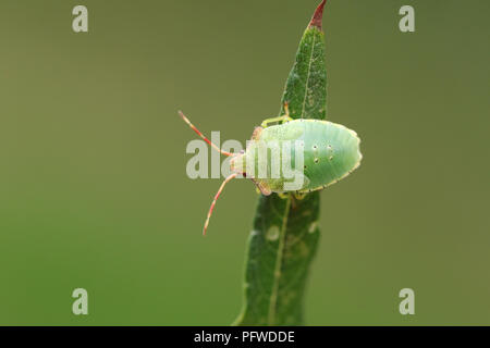 Eine hübsche Kinder Hawthorn Shieldbug (Acanthosoma haemorrhoidale) aus der Familie Acanthosomatidae hocken auf einer Weide Blatt. Stockfoto