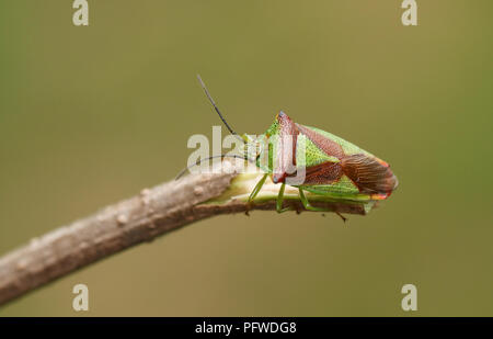 Eine hübsche Hawthorn Shieldbug (Acanthosoma haemorrhoidale) aus der Familie Acanthosomatidae hocken auf einem Zweig. Stockfoto