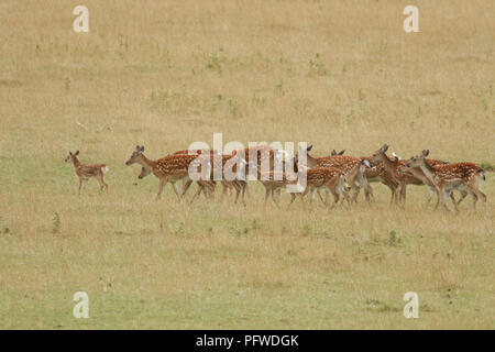 Eine Herde von hinds mit ihren Babys mandschurischen Sika Deer oder dybowski's Sika Hirsch (Cervus Nippon mantchuricus oder Cervus Nippon dybowskii) läuft in einem m Stockfoto