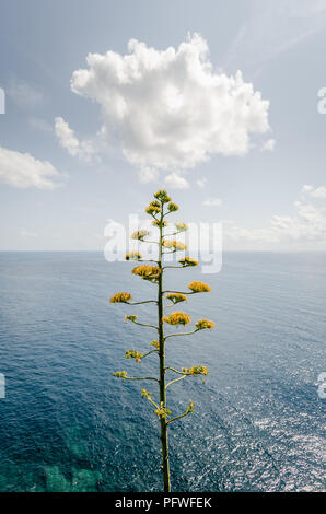 Gelbe Baum stehend vor dem blauen Meer Stockfoto