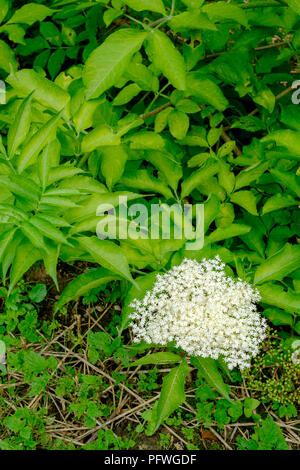 Gemeinsame Schwarzer Holunder sambucus nigra weiße Blumen wachsen auf Bush Stockfoto