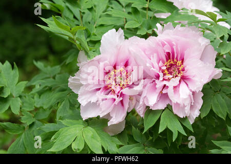 Paeonia Blüte. Baumpäonie. Stockfoto