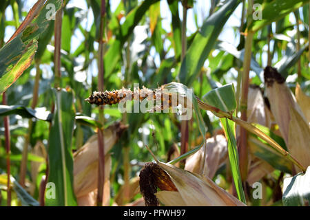 Verschimmelte Maiskolben auf dem Feld, Kranken und deformierte Maiskolben im Spätsommer Stockfoto