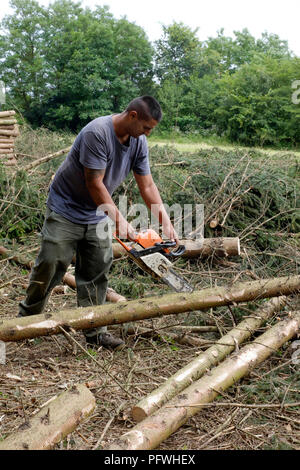 Mann unten schneiden und Clearing Holz von Fichten zala Ungarn Stockfoto