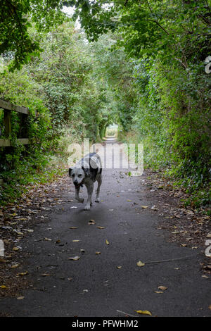 Dalmatiens. Hund entlang einem kleinen Waldweg in der Nähe von Portsmouth, England, Großbritannien Stockfoto