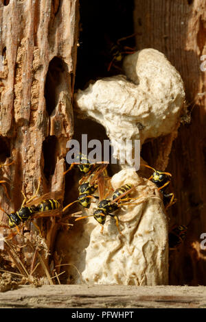 Europäischen Wespen Feldwespe dominula Gebäude ein Nest zwischen verfaulenden hölzernen Planken in einem alten Nebengebäude zala Ungarn Stockfoto