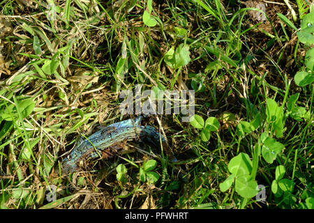 Gemeinsame Eidechse lebendgebärenden Eidechse legt das Zerlegen von Gras in einem Garten zala Ungarn Stockfoto