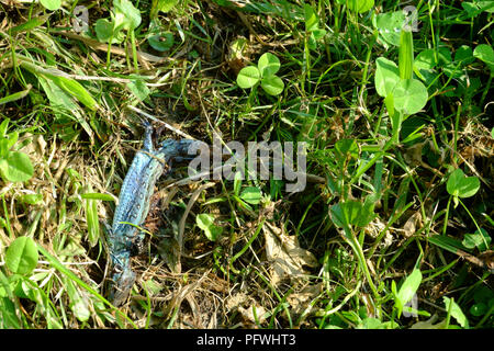 Gemeinsame Eidechse lebendgebärenden Eidechse legt das Zerlegen von Gras in einem Garten zala Ungarn Stockfoto