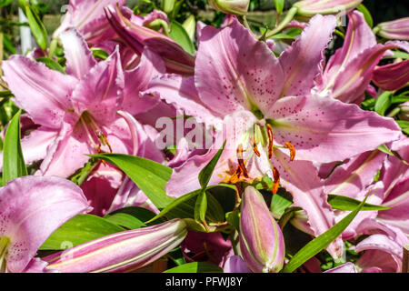 Orientalische Lilie, Lilium 'Chelsea', orientalische Lilien Stockfoto