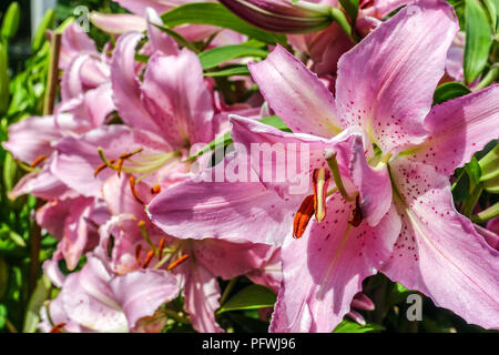 Orientalische Lilie, Lilium 'Chelsea', orientalische Lilien Stockfoto