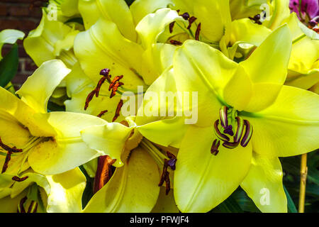 Orientalische Lilie, Lilium 'Lesotho', orientalische Lilien Stockfoto