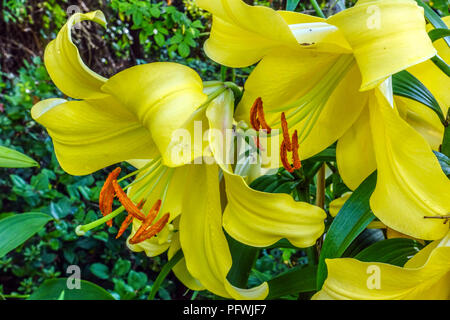 Orientalische Lilie, Lilium 'Lesotho', orientalische Lilien Stockfoto