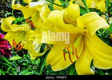 Orientalische Lilie, Lilium 'Lesotho', orientalische Lilien Stockfoto