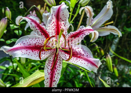 Orientalische Lilie, Lilium „Dizzy“ Orientalische Lilie, Lilium Oriental Stockfoto