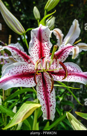 Orientalische Lilie, Lilium 'benommen', orientalische Lilien Stockfoto