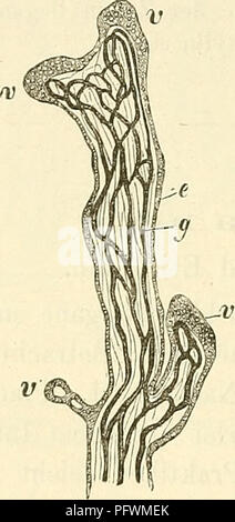 . Cursus der normalen Histologie zur Einführing in den Gebrauch des Mikroskopes, sowie in das practicche Studium der Gewebelehre. Die histologie; Mikroskopie. 288 sterben Oi-o'Ane. liehen aus Baumförmig verästelten Zotten, ein W^elcheii Mann einen l) indeg 'ewebigen, gefässführenden Grundstock und einen epithelialen üeberzug unterscheidet. Sterben Gefässc Sindh einen älteren und beson-ders ein Ausgetragenen Placenten so reichlich, dass nur wenig Raum für das Bindegewebe übrig bleibt, welches in der jüngeren Placenten Schleimo dm; ewebe angehört, als auch Fasern enthält, aber. Bitte beachten Sie, dass diese Bilder extrac sind Stockfoto