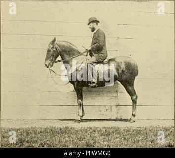 . Aufkantung, Trensen und Sporn: Eine Methode der Ausbildung junger Pferde für die Kavallerie, und zur allgemeinen Verwendung unter dem Sattel. Horsemanship; Pferde; CHR 1894; PRO Pearson, Leonard (exlibris) (Spender); PRO Zimmermann (autogramm). Suppliiig und Sammeln * 45 über die Kräfte und Gewichte der Extremitäten der Vorhand und Hinterhand, aber er muss wissen, wie die natürliche Mängel des Tieres zu korrigieren, so dass er ohne weiteres produzieren kann, was. POSITION DES KOPFES. Er will. Er muss die Auswirkungen der stärkere Teilen zu reduzieren, und er muss die Befugnisse der schwächeren Teile zu stärken. Wenn das Pferd Stockfoto