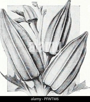 . Currie's Garten jährliche: 1939. Blumen Samen Kataloge, Leuchtmittel (Pflanzen) Samen Samen Kataloge Kataloge; Gemüse; Baumschulen (Gartenbau) Kataloge; Pflanzen, Zierpflanzen Kataloge; Gartengeräte und Zubehör Kataloge. Senf Säen im flachen Bohrer 6. Abgesehen, oder in Kisten im Winter. Ich oz. zu 100 Fuß bohren. WHITE LONDON - für Salate. Ich oz., lOc; 1/4 lb, 20c; 1 lb., 55c; Pkt., 5c. Senf Spinat (Eine völlig neue Gemüse vor Kurzem eingeführt) - Köstliches Aroma. Die Kombination von quali-Riegel Spinat und Senf. Bereit für den Einsatz in 3 bis S'/z-Wochen vom Einpflanzen. Oz, 15c; lb, 25c; Ich lb, 60c Stockfoto