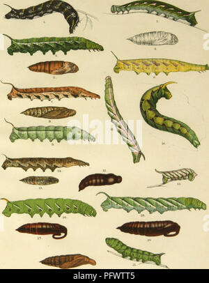 . Revision des heterocerous Lepidoptera der Familie Schwärmer. Schwärmer. JWi-. AGButler Chromo-lith 1875. tos. imp Transformationen der SPHINGIDiE... Bitte beachten Sie, dass diese Bilder sind von der gescannten Seite Bilder, die digital für die Lesbarkeit verbessert haben mögen - Färbung und Aussehen dieser Abbildungen können nicht perfekt dem Original ähneln. extrahiert. Butler, Arthur G. (Arthur Gardiner), 1844-1925. [S. l. ] Stockfoto