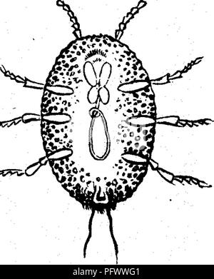 . Insekten, Früchte. Illustriert mit vier hundert und vierzig Holz-Schnitte. Schadinsekten. Sind weniger als ein Hundertstel eines Zoll lang; einer von Ihnen wird angezeigt, hochvergrössernde, Abb. 439. Diese Skala wurde auf Olivenbäume in verschiedenen Teilen von Kalifornien gefunden worden, aber es wird gesagt, dass flourisih nur auf Bäumen, in einer un-gesunden Zustand, und, wie es vor allem an den Stamm und größere Gliedmaßen beschränkt ist, einfach mit einer steifen Bürste in einer Lösung von Wal tauchte entfernt werden können - öl Seife. Auch infests Apfel- und Birnbäume an der Pazifikküste. 423. Bitte beachten Sie, dass diese Bilder aus scanne extrahiert werden Stockfoto