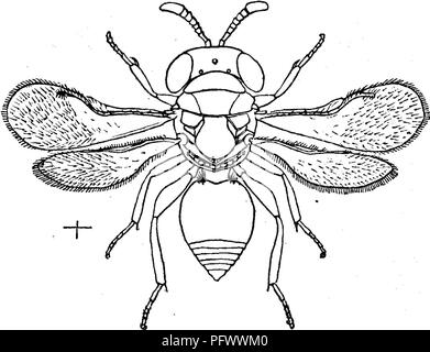 . Insekten, Früchte. Illustriert mit vier hundert und vierzig Holz-Schnitte. Schadinsekten. Abb. 423.. Bei weiblichen (beide en-Larged), der eine sehr interessante kleine Fliegen, Tomocera Califor-nica Howard, ein Parasit auf diese schwarze Skala. Die Flügel, die in beiden Geschlechtern, messen sie transparent sind, wenn sich ausgebreitet hat, ein wenig mehr als ein Achtel eines Zoll über. Ihre Farbe ist blau-schwarz, mit einem metallischen Glanz und braunen Abzeichen. Der Mann von der Frau durch die kürzeren Körper und eigenartigen Antennen unterschieden werden. Diese para-Site ist so reichlich in einigen Abschnitten, wie groß ein propo Stockfoto