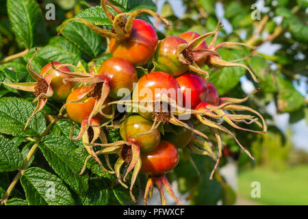 Strand rose Rosa rugosa rose hips Stockfoto