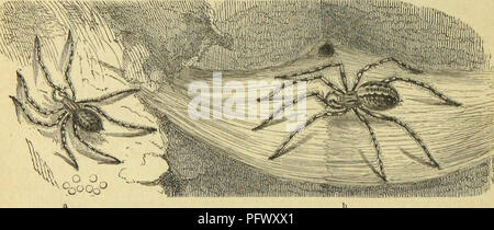 Die Insekten, Tausendfüßler und Spinnen ist ein ausführliches Werk über Arthropoden mit Schwerpunkt auf Insekten, Tausendfüßler und Spinnen. Der Text beschreibt verschiedene Arten und ihre ökologische Rolle sowie die anatomischen und Verhaltensmerkmale, die sie unterscheiden. Das Buch bietet Einblicke in die Morphologie dieser Arthropoden, einschließlich Details ihrer Exoskelette und ihres Verhaltens in ihren Lebensräumen. Stockfoto