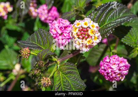 Nahaufnahme einer Lantana Blume, lantana Kamera mit gelb und rosa Blüten, geringe Tiefenschärfe Stockfoto