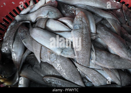 Frische Meeresfrüchte und Fisch. Sekinchan Fischerdorf, Halbinsel Malaysia. Stockfoto