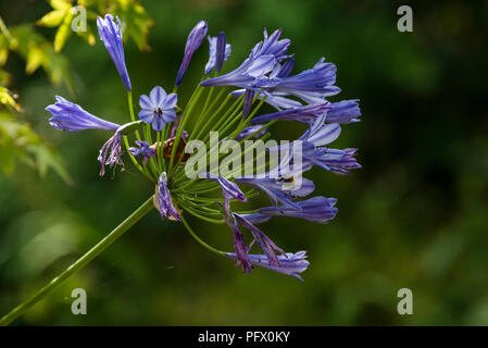 Eine Biene auf eine Schmucklilie (Agapanthus) Stockfoto