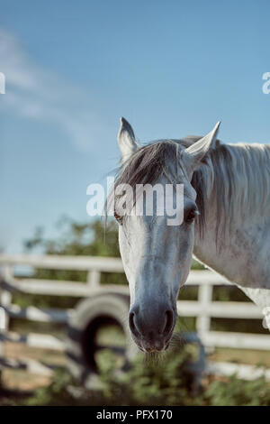 Wunderschönes graues Pferd in Weiß Apple, close-up der Schnauze, niedlich aussehen, Mähne, Hintergrund, Feld, Corral, Bäume Stockfoto