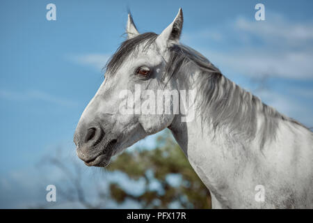 Wunderschönes graues Pferd in Weiß Apple, close-up der Schnauze, niedlich aussehen, Mähne, Hintergrund, Feld, Corral, Bäume Stockfoto