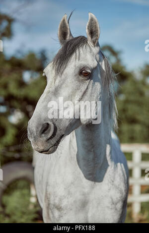 Wunderschönes graues Pferd in Weiß Apple, close-up der Schnauze, niedlich aussehen, Mähne, Hintergrund, Feld, Corral, Bäume Stockfoto