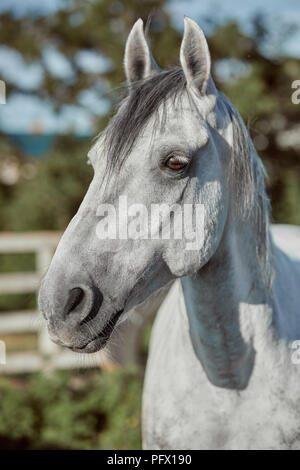 Wunderschönes graues Pferd in Weiß Apple, close-up der Schnauze, niedlich aussehen, Mähne, Hintergrund, Feld, Corral, Bäume Stockfoto