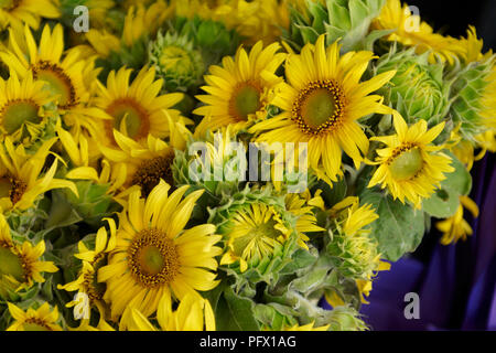Ein Bündel Sonnenblumen auf einem Markt Stockfoto