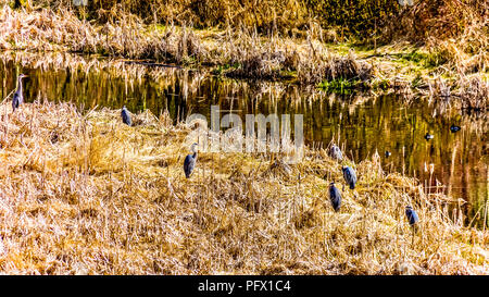 Kolonie der Große Blaue Reiher im Schilf und trockenes Gras in der Nähe der Vedder Fluss sitzen am Great Blue Heron finden in der Nähe von Chilliwack, British Columbia. Stockfoto