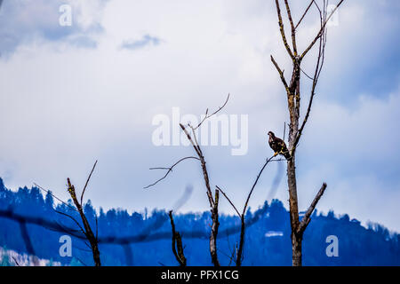 Junge Adler im Winter sitzt auf einem Ast am Great Blue Heron finden in der Nähe von Chilliwack, British Columbia, Kanada Stockfoto