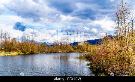 Die Lagune an der Great Blue Heron finden in der Nähe von Chilliwack, British Columbia, Kanada mit den Coastal Mountains im Hintergrund Stockfoto