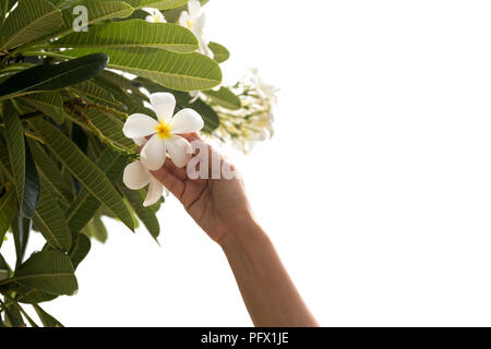 Frau hand auf Frangipani oder plumeria Flower isoliert Stockfoto
