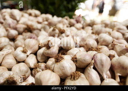Rohe frische organische Knoblauch Zwiebeln. Stockfoto