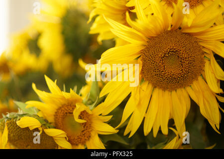 Ein Bündel Sonnenblumen auf einem Markt Stockfoto