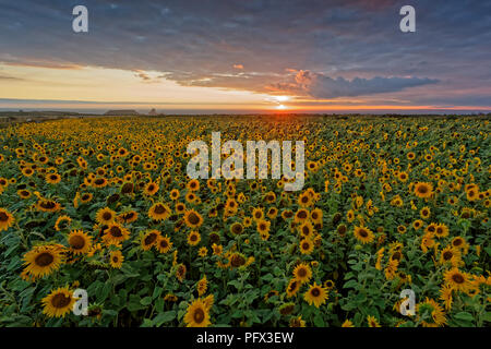 Natasha Jenkins genießt einen Spaziergang bei Sonnenuntergang unter einem Feld von Sonnenblumen in Rhossili, Gower Halbinsel, Wales, Großbritannien Stockfoto