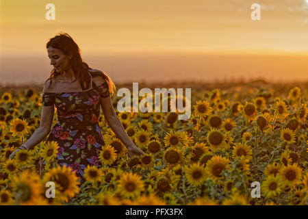 Natasha Jenkins genießt einen Spaziergang bei Sonnenuntergang unter einem Feld von Sonnenblumen in Rhossili, Gower Halbinsel, Wales, Großbritannien Stockfoto