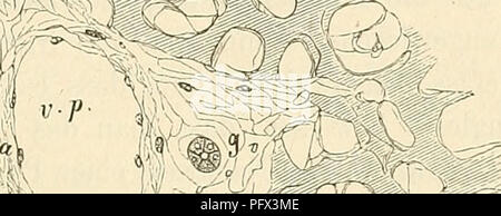 . Cursus der normalen Histologie zur Einführing in den Gebrauch des Mikroskopes, sowie in das practicche Studium der Gewebelehre. Die histologie; Mikroskopie. Die grossen Drüsen des Verdauungsapparates. • 247 gcwebe zwischen den Läppchen vorkommt, denn mit den ästen Pfortader - kommt der Leberpfortc eine bindegewebige Scheide (Dio glissonextension's Cho Kapsel) in das Innere der Lebersubstanz hinein und begleitet dieselben bis zu den feinsten interlobulären Aestchen. Ist^r o^X<^r/(3. Bitte beachten Sie, dass diese Bilder aus gescannten Seite Bilder, die digital für readab gesteigert wurden extrahiert werden Stockfoto