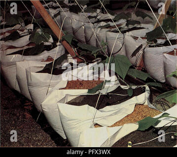 . Kultur Hors Sol de concombres sans Graines de Serre et Abfolgen der Kulturen. Hydroponique; Concombres; SystÃ¨mes de Kultur; Hydroponik, Gurken; Anbausysteme. Abb. 4 une fois Les concombres repiquÃ©s, recouvrir de sable la Surface de la sciure gießen AmÃ©liorer la rÃ©Partition de l'humiditÃ ©. La deuxiÃ¨me Plantation de la Saison occupera Les sacs vacants. Pour la deuxiÃ¨me Kultur et les Kulturen subsÃ © Quentes, Il est Bon de conduire les Pflanzen de Fassade § À grimper Les faire sur des tuteurs De 1 m insÃ© rÃ©s verticalement dans le milieu de Kultur en Linien, et de les attacher aux tu Stockfoto