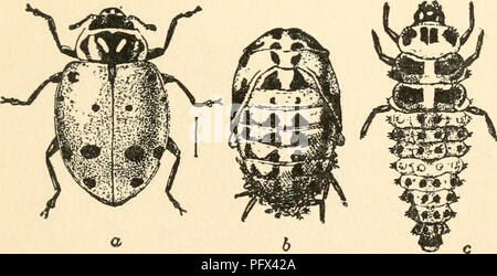 . Die Kultur und die Krankheiten der Sweet Pea. Süße Erbsen; Zuckererbsen. Schädlinge 159 endet. Die Larven wie sie sich aus den Eiern bald beginnen auf sehr kleine in Ihrem Körper Sekten zu füttern ist lang, sehr raue, behaart, und Dunkel mit roten oder gelben Markierung- nungen auf dem Rücken. Sobald Sie erreichen sie Reife Sie bringen sich durch das Heck zu einigen Zweig und verpuppen. Ab diesem Zeitpunkt tritt die Erwachsenen Marienkäfer. Die Geschlechter mate und die Weibchen legen die Eier, die einen neuen Lebenszyklus (Abb. zu beginnen. 33 a bis c). Abb. 33. Die konvergente Dame Käfer (Hippod (Wlia COfl - vergens) ein Feind des süssen Stockfoto