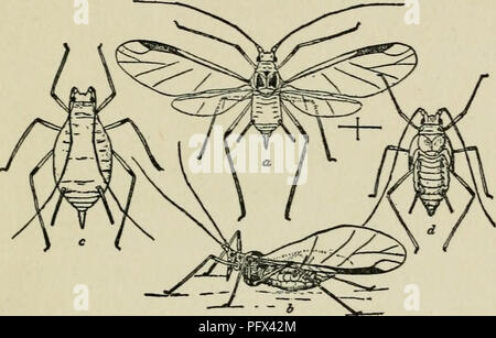 . Die Kultur und die Krankheiten der Sweet Pea. Schädlinge 153 Gärten, und die Größte der grünen Arten, die Angriffe der Erbse und verwandte Pflanzen (Abb. 31 ato e). Die allgemeine Farbe. Abb. 31. SWEET PEA Apllis, eine geflügelte Frau. b GLEICHEN VON DER SEITE MIT FLÜGELN IN NATÜRLICHEN POSITION EINGEKLAPPT, wie beim Stillen. C AptcrOUS WEIBLICH. d Nymphe im letzten Stadium. (Nach CHITTENDEN.) Der Insekten ist es, einheitliche Erbsengrün, die gleiche Farbe wie Liebling der insektennahrung Anlage. Die Augen sind Prominente und rötlich-braune Farbe. Die Antennen sind leichter als der Körper und die tuberkeln im Vordergrund. Die Beine sind lang und conspi Stockfoto