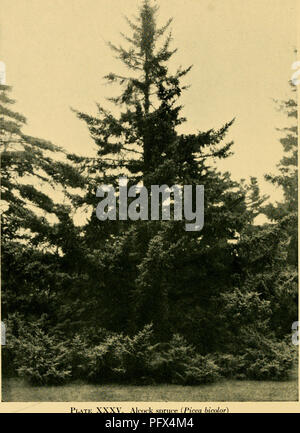 Dieses Handbuch enthält detaillierte Informationen über immergrüne Bäume und Sträucher, einschließlich Nadelbäume und wichtige breitblättrige Arten. Es dient als Leitfaden für Gartenbaubetriebe und Gärtner in Nordamerika und bietet Anbautipps und Zierarbeiten für diese harten Pflanzen. Stockfoto