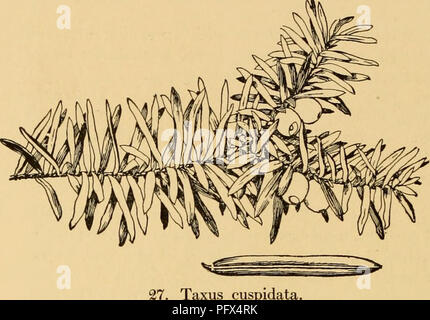 . Der kultivierte Evergreens; ein Handbuch der Nadel- und wichtigsten breitblättrige Evergreens für Schmuck in den Vereinigten Staaten und in Kanada angebaut. Evergreens; Nadelbäume. 188 Die kultivierten Evergreens. Taxus cuspidata. leicht 2-eckig und leicht komprimiert, mit Orbicular Hilus. Zentral China. - im Jahr 1908 zum Arnold Arboretum eingeführt. Hardy so weit nördlich wie Massachusetts nur in geschützten Orten. Die Pflanzen im Anbau sind noch zu jung, um eine Stellungnahme in Bezug auf die Vorzüge dieser Eibe zu ermöglichen; Sein Laub ist der helleren Farbe als die der folgenden Arten; in seiner nativ Stockfoto